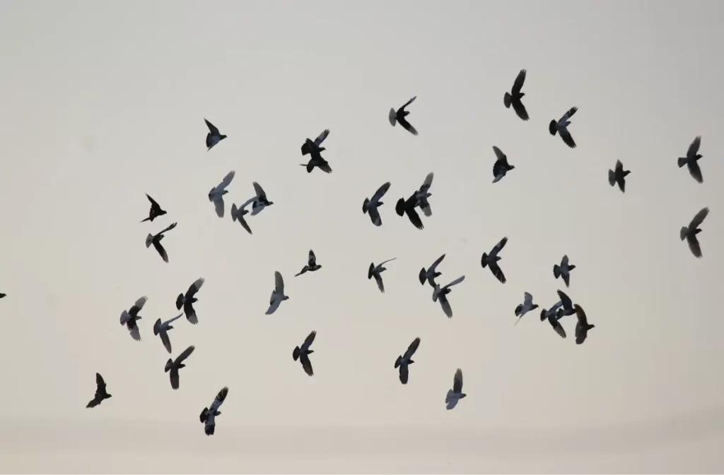 Flock of birds in the sky, reflecting "these wings could fly.