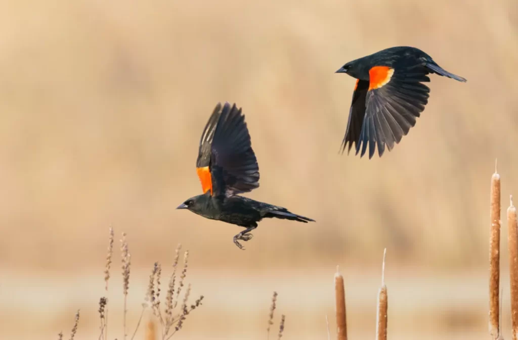 Two birds mid-flight, emphasizing "these wings could fly.